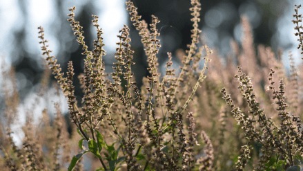 how to take care of tulsi plant in winter follow these tricks