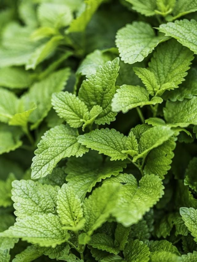 pudina mint leaves health benefits of pudina fudina na fayda health tips gujarati news