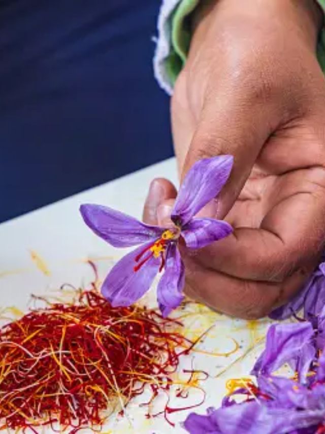 saffron harvesting at home kesar ni kheti health benefits health tips gujarati news