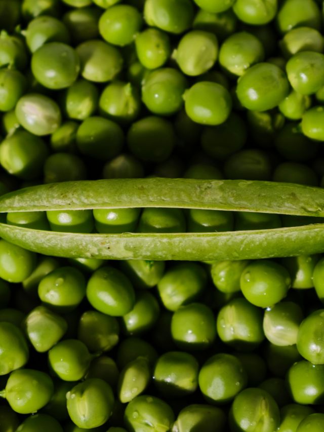 green peas nutrition profile benefits winter vegetables health tips gujarati news