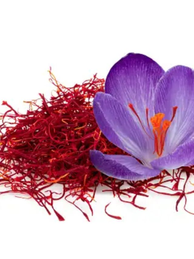 saffron harvesting at home kesar ni kheti health benefits health tips gujarati news