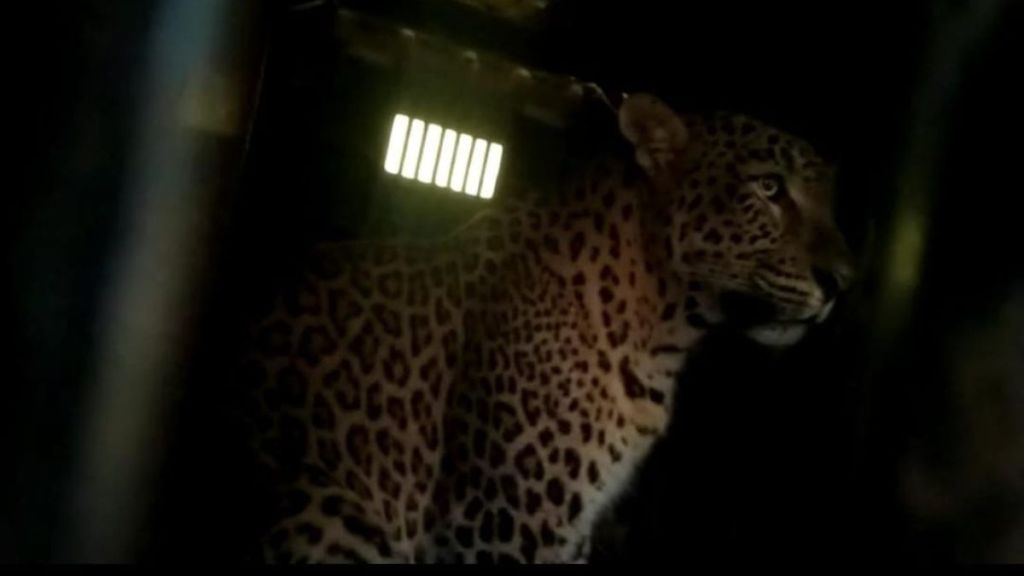 Another leopard cought in Naigaon area