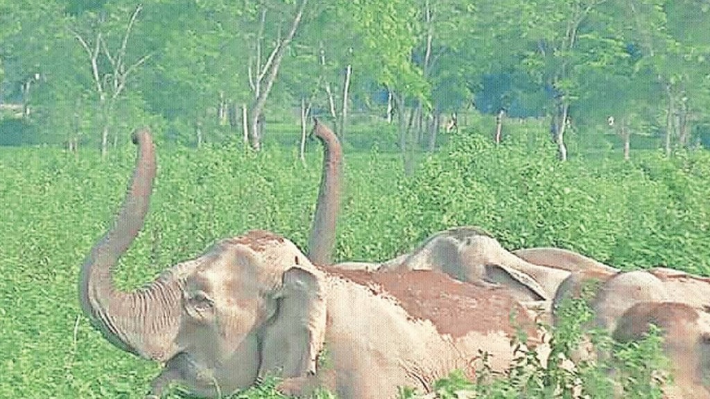 Lokrang article Elephant poaching is completely banned Wildlife Protection Act Lokrang article Elephant poaching is completely banned Wildlife Protection Act