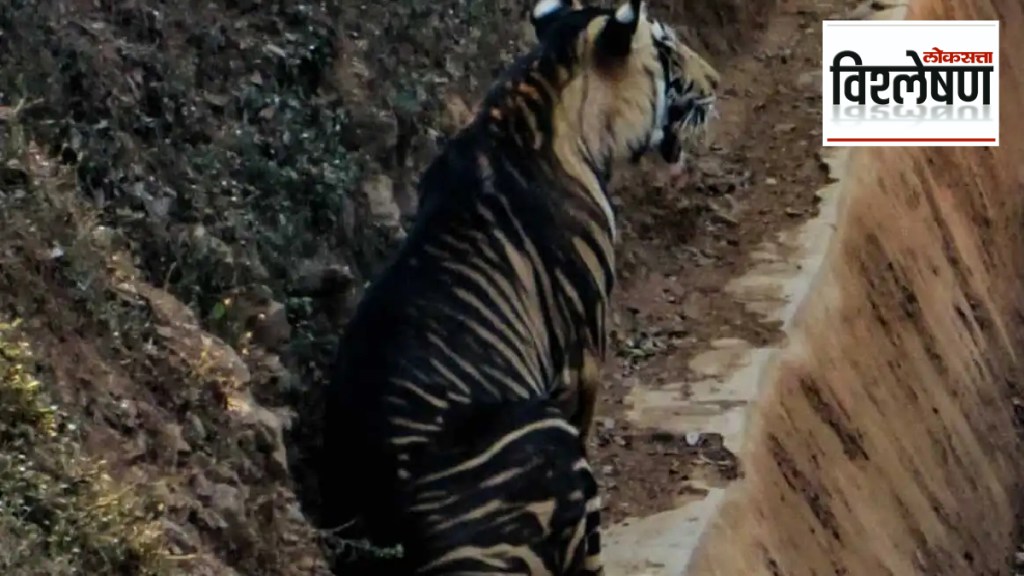 What is the secret of black tigers in Odisha Similipal Tiger Project What is the secret of black tigers in Odisha Similipal Tiger Project