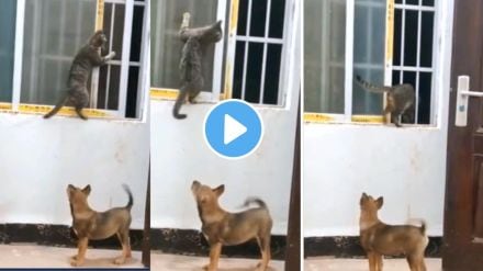 cat dog funny video cat dog funny video