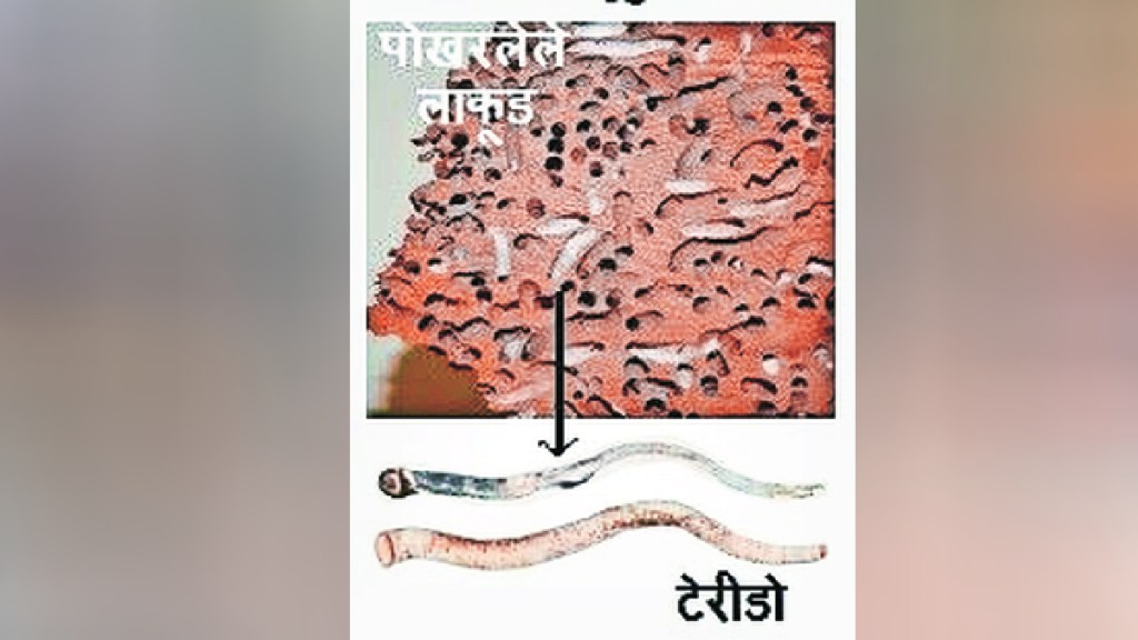 Loksatta kutuhal Carnivores of galbata wood