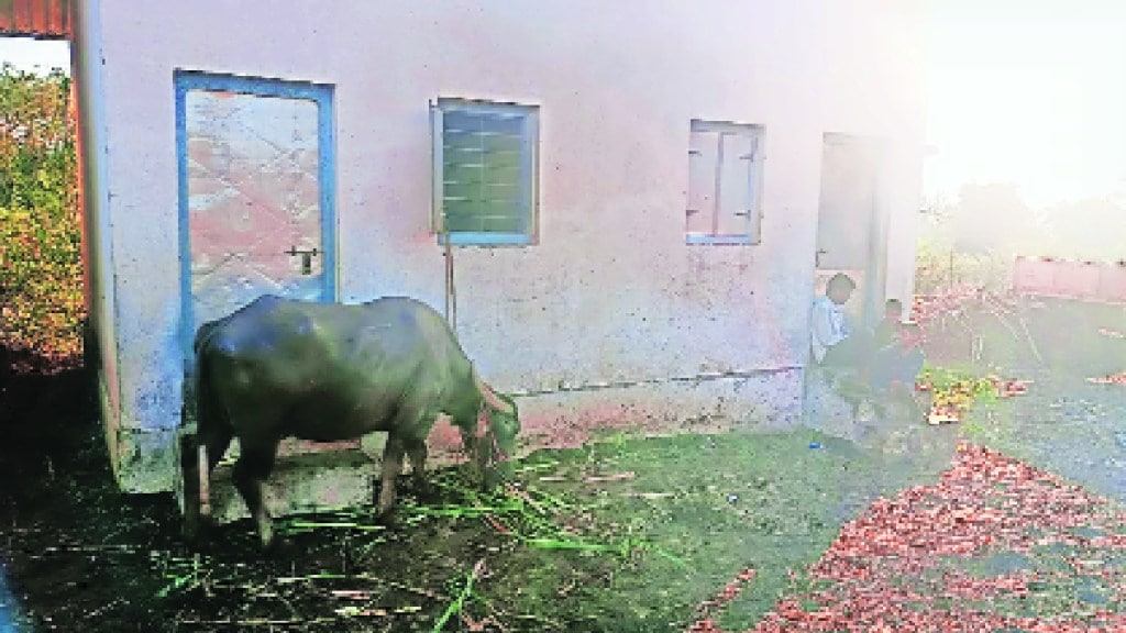 A lot of animals have been built in place of a closed sugar school in Kolhapur