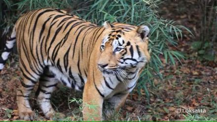 tiger-death