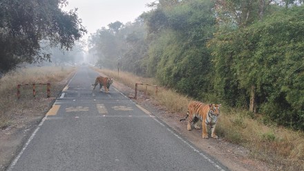 Sighting of two tigers on the road at Mohrli coming into the Tadoba Andhari Tiger Reserve