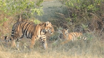 cubs of Veera Belara area