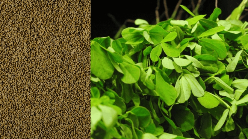 Why You Should Start Your Day With Fenugreek Seeds 