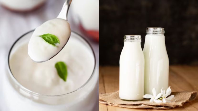 Buttermilk or Curd 