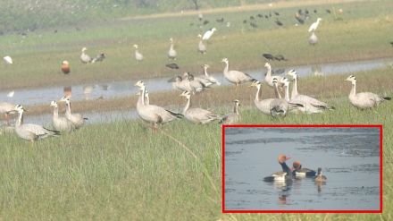 Arrival of Bar Headed Goose birds in Irei Dam area