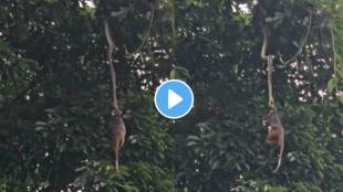 Python was seen hanging with a hunter for 12 hours watch the thrilling scene video viral