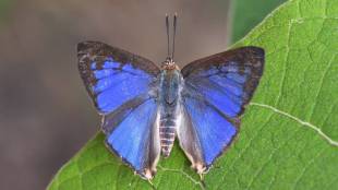 Newly discovered blue coloured butterfly species in Western Ghats IAS officer shares pic