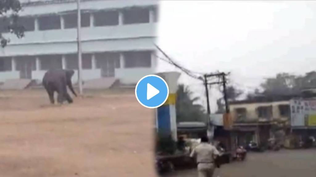 Wild elephant strays into Baripada town of Mayurbhanj district in Odisha Wild elephant strays into Baripada town of Mayurbhanj district in Odisha