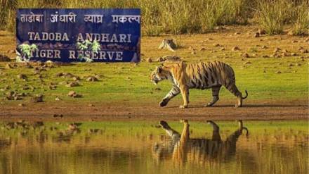 Fraud online booking tadoba