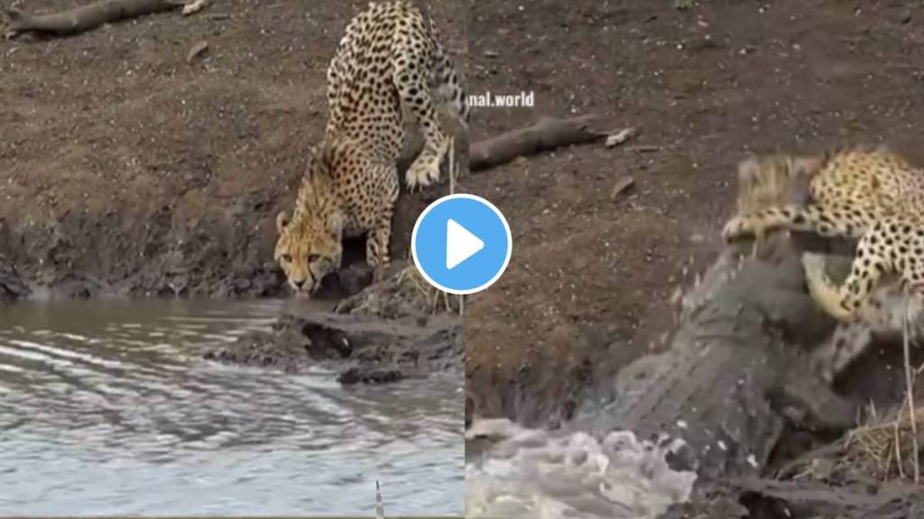 Cheetah vs crocodile predator becomes prey watch shocking viral video