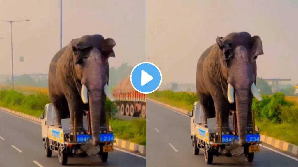 big elephant mounted on a small tempo video viral on social media big elephant mounted on a small tempo video viral on social media