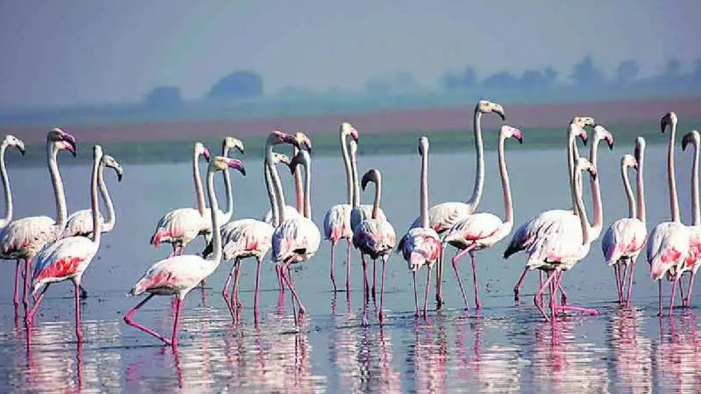 National Bird Day 2024 Marathi News National Bird Day 2024 Marathi News