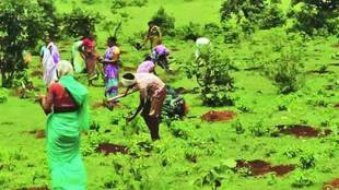 Plantation Pune