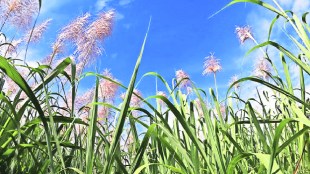 An article about what is the damage to sugarcane due to sugarcane borer what are the remedies for it