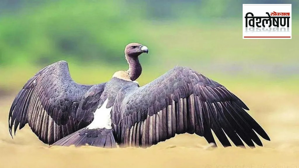 Loksatta explained Vultures on the verge of extinction What conservation efforts Loksatta explained Vultures on the verge of extinction What conservation efforts