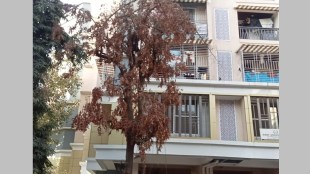 dombivli tree burnt news in marathi, dombivli tree news in marathi