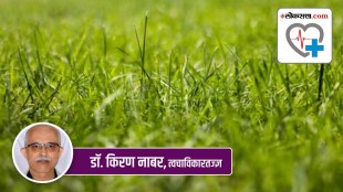 congress grass dermatitis in marathi, congress grass information in marathi