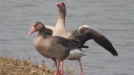 akola foreign birds news in marathi, foreign birds decreased in akola