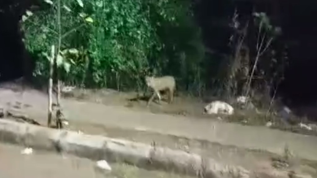 panvel, forest department, unknown animal in kharghar panvel, forest department, unknown animal in kharghar