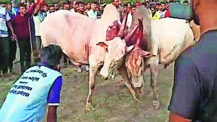 kalyan bull injured, bull fight at atali village kalyan news in marathi, kalyan atali bull fight kalyan bull injured, bull fight at atali village kalyan news in marathi, kalyan atali bull fight