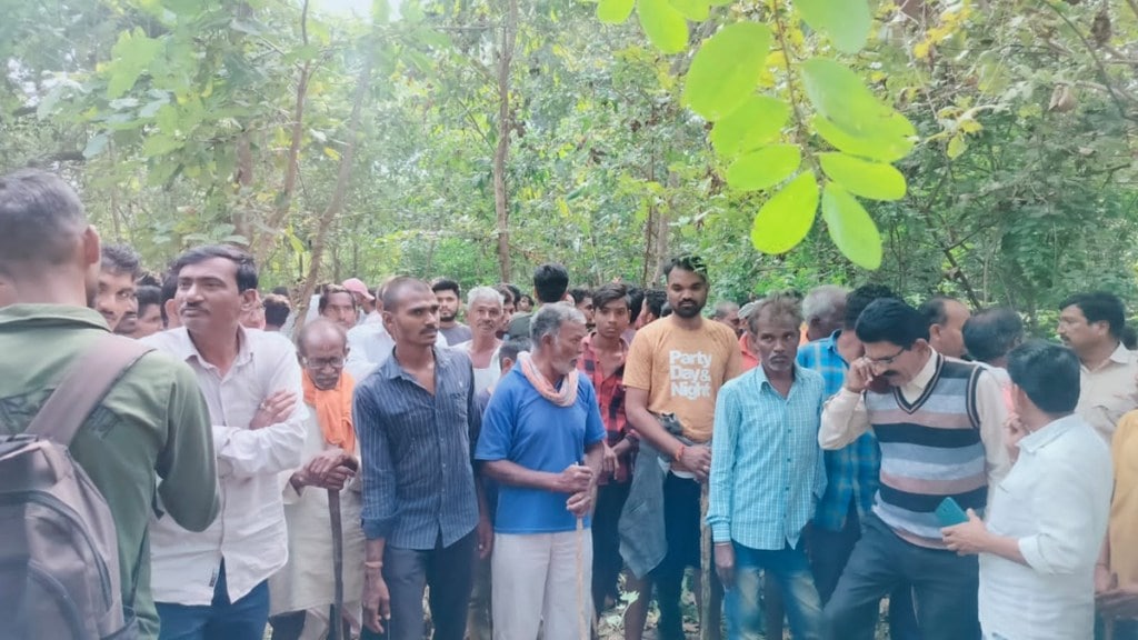 tiger attack on woman gadchiroli news in marathi, woman death in tiger attack gadchiroli news in marathi