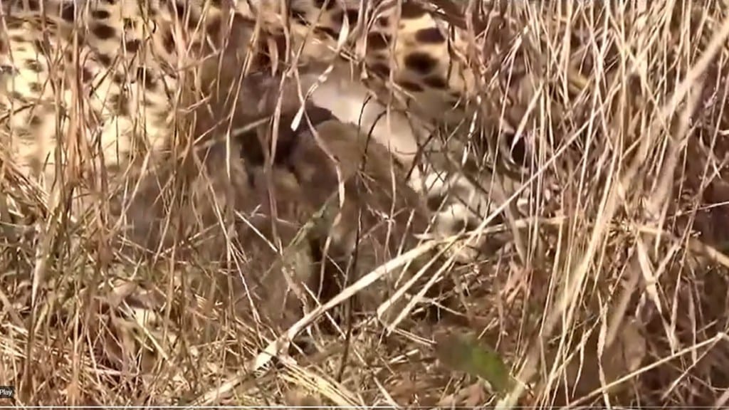 kuno national park cheetah marathi news, namibian cheetah jwala marathi news