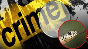women tried to kill husband by leaving a snake bite