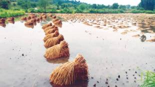 district collector frozen agriculture insurance company two account for non payment of crop insurance