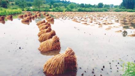 district collector frozen agriculture insurance company two account for non payment of crop insurance