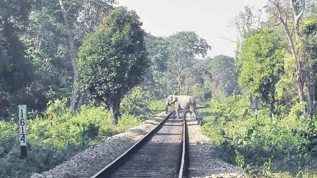 domestic animals accidents on railway line