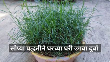 how to plant durva a t home gardening tips