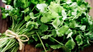 how to preserve coriander kitchen hacks health tips marathi news