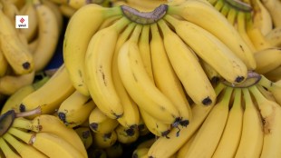beneficial to eat banana in winter health tips marathi news