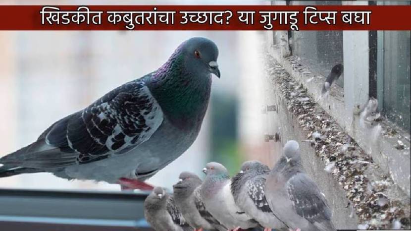 Simple Solution To Keep Pigeons Away From Balcony How To Clean Poop Stains Of Pigeon From Balcony Cleaning Jugaad Save Money