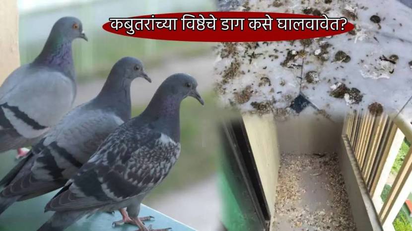 Simple Solution To Keep Pigeons Away From Balcony How To Clean Poop Stains Of Pigeon From Balcony Cleaning Jugaad Save Money