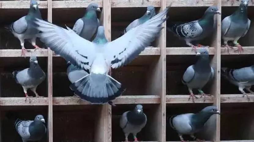 Simple Solution To Keep Pigeons Away From Balcony How To Clean Poop Stains Of Pigeon From Balcony Cleaning Jugaad Save Money