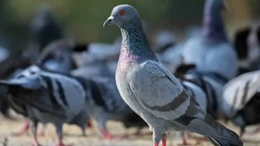 Simple Solution To Keep Pigeons Away From Balcony How To Clean Poop Stains Of Pigeon From Balcony Cleaning Jugaad Save Money