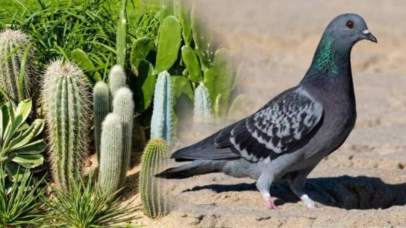 Simple Solution To Keep Pigeons Away From Balcony How To Clean Poop Stains Of Pigeon From Balcony Cleaning Jugaad Save Money