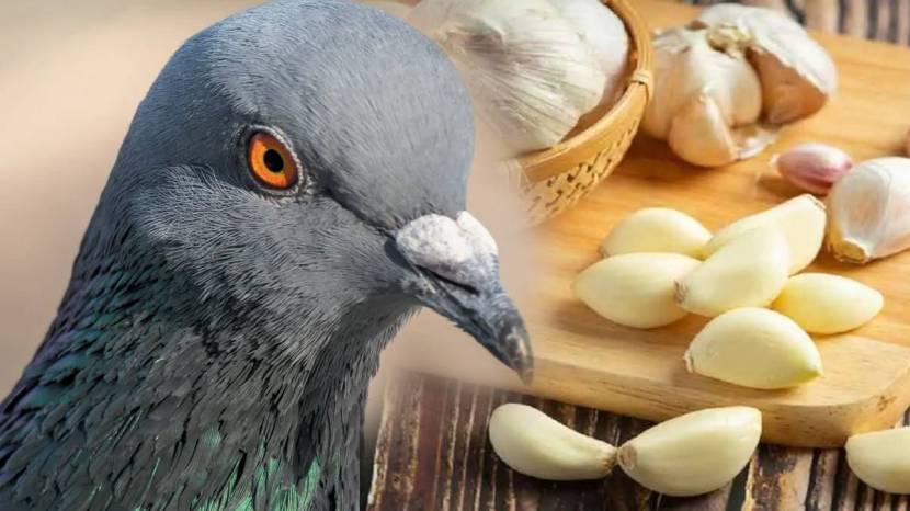 Simple Solution To Keep Pigeons Away From Balcony How To Clean Poop Stains Of Pigeon From Balcony Cleaning Jugaad Save Money