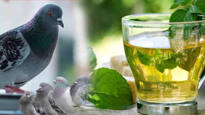 Simple Solution To Keep Pigeons Away From Balcony How To Clean Poop Stains Of Pigeon From Balcony Cleaning Jugaad Save Money