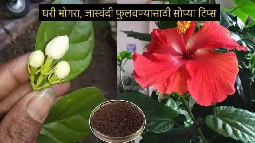 Simple Solution To Keep Pigeons Away From Balcony How To Clean Poop Stains Of Pigeon From Balcony Cleaning Jugaad Save Money