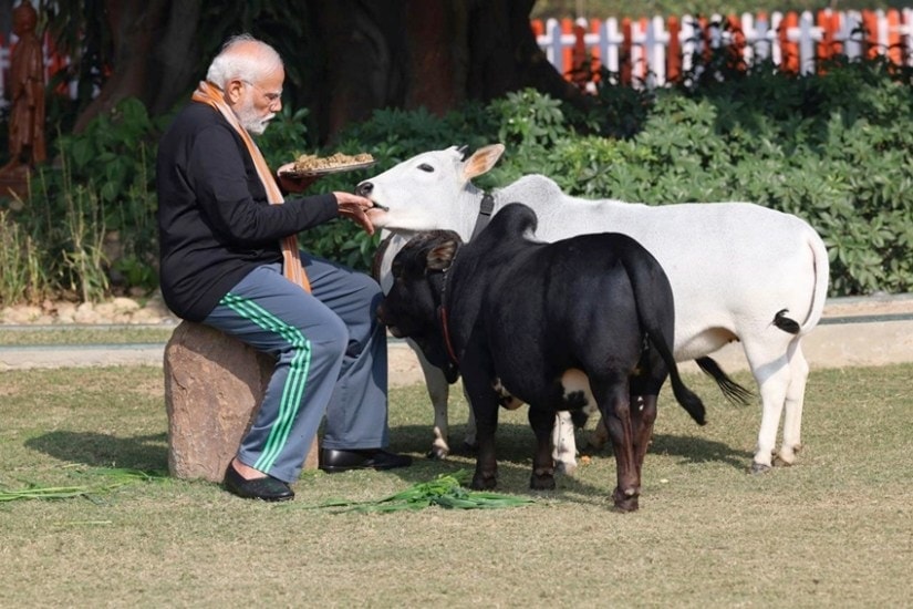 Feed Cows
